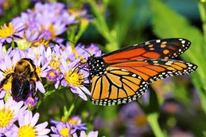 Monarch butterfly with orange and black wings perched on purple flowers, with a bee nearby collecting nectar.